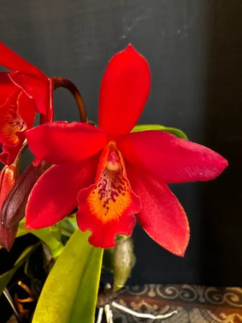 Laeliocattleya Rojo 'Valentine's Day' (Laeliocattleya)