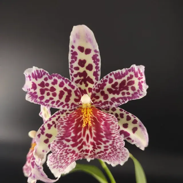 Burrageara Big Shot 'Pink Panther'