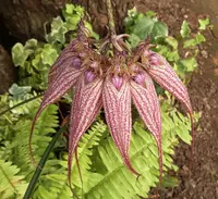 Bulbophyllum for sale