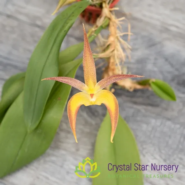 Bulbophyllum Madeline Nelson (Bulbophyllum)
