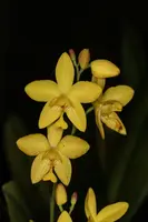 Spathoglottis affinis
