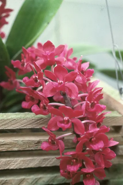 Rhynchostylis gigantea 'Red' (Rhynchostylis)