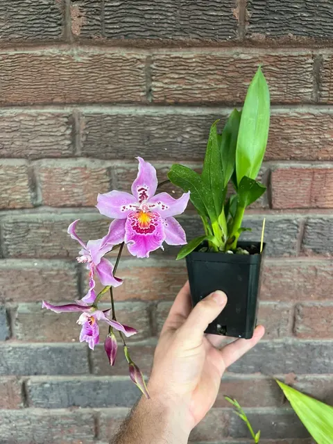 Vuylstekeara Carnivale 'Rio'
