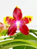 Phal. Tying Shin Fly Eagle — Blooming size