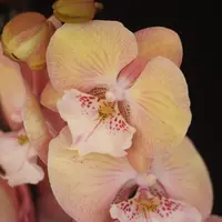 Phalaenopsis Rainbow Unicorn