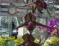 Paphiopedilum rothschildianum