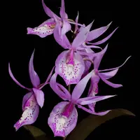 Barkeria spectabilis