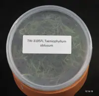 FLASK Taeniophyllum obtusum