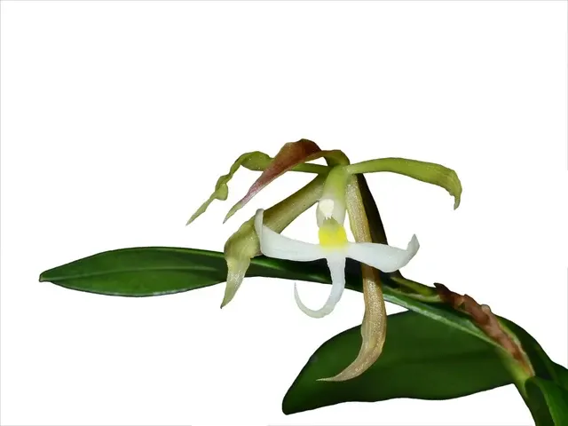 Epidendrum phlebonocturnum (Epidendrum)