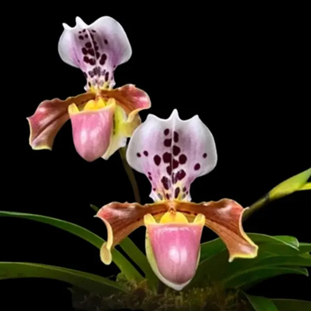 Paphiopedilum New Vietenryanum (Paphiopedilum)