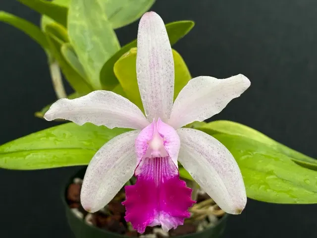 Cattleya intermedia punctata (Cattleya)