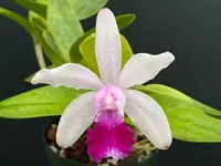 Cattleya intermedia punctata ‘Corcel’ - BLOOMING SIZE DIVISION