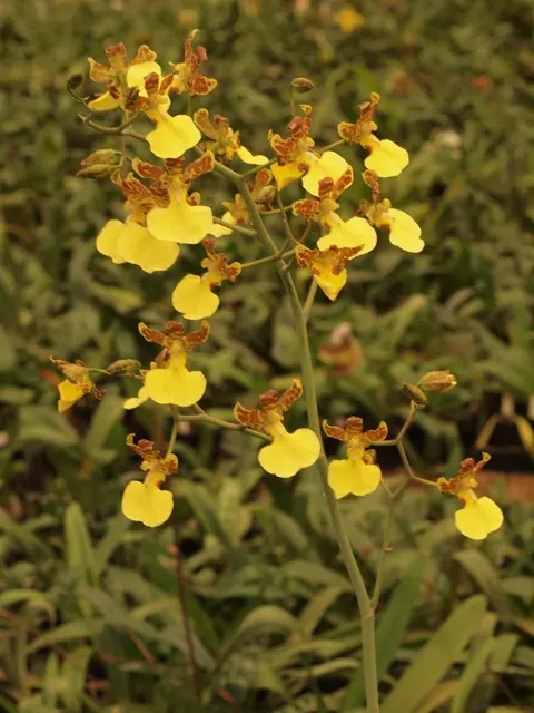Oncidium splendidum (Oncidium)