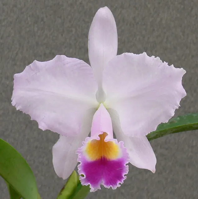 Cattleya trianaei 'A.C. Burrage' (Cattleya)