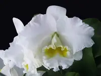 Rhyncholaeliocattleya Burdekin Wonder 'Lakeland'
