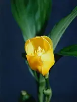 Anguloa clowesii — Blühfähige Pflanze