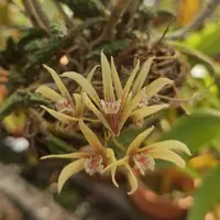 Cucumber Orchid (Dendrobium cucumerinum)