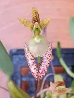 Bulbophyllum lasiochilum
