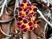Chiloschista Lunifera, Moon Chiloschista, Leafless Orchid