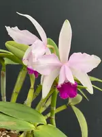 Cattleya intermedia ‘FDP1’ - two lead, nice size plant