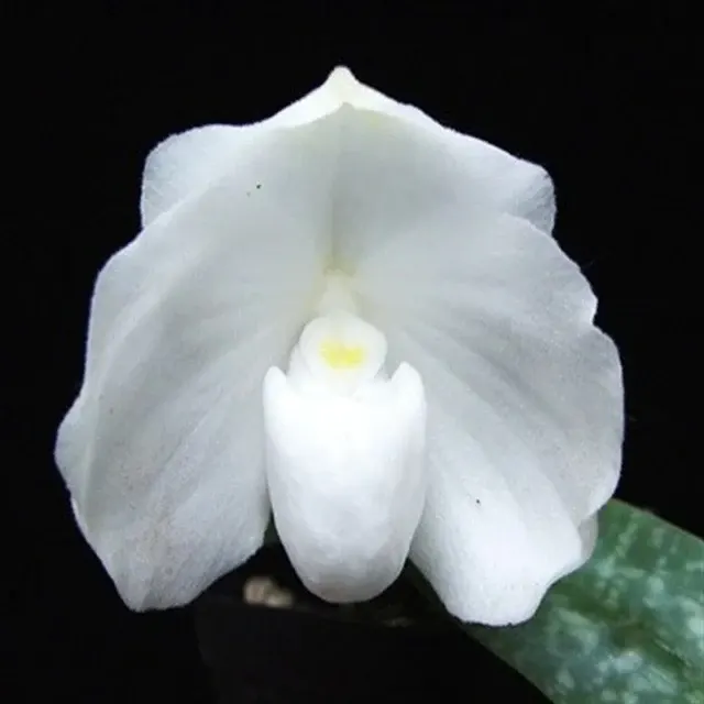 Paphiopedilum godefroyae fma alba (Paphiopedilum)