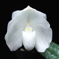 Paph. godefroyae fma. alba