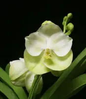 Vanda Hongsilp 'Mr. Adisak'