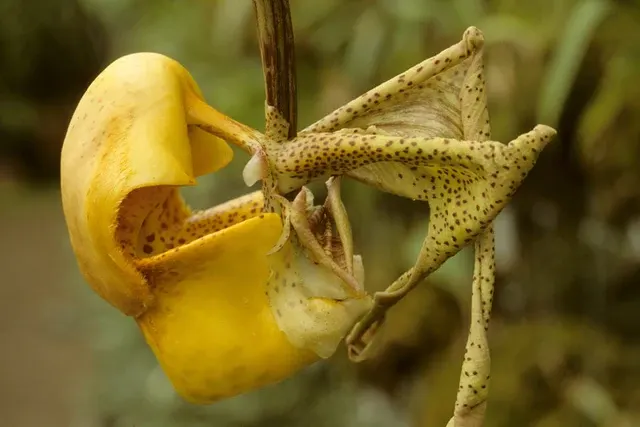 Coryanthes bruchmuelleri x sib