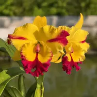 Rhyncholaeliocattleya (Rlc.) Star of Thailand 'Mind Stone' — 4 inch pot