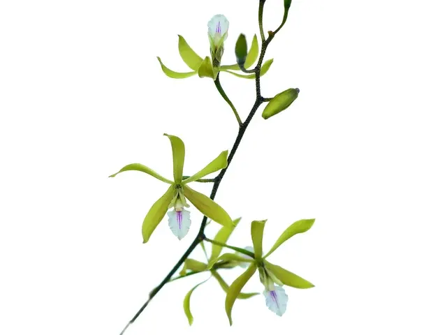 Encyclia stellata (Encyclia)