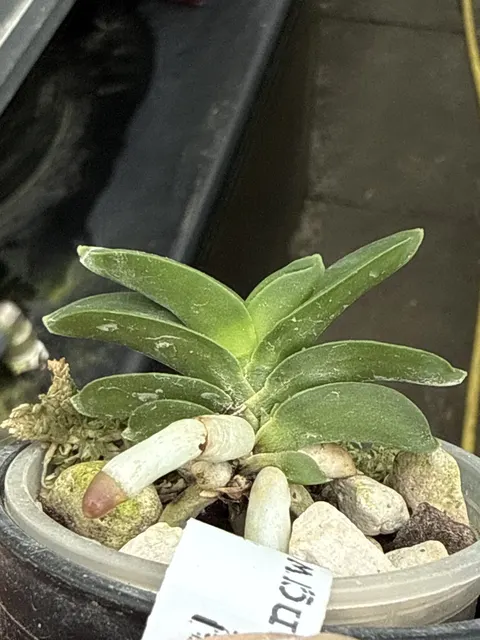 Neofinetia falcata 'Hongjangwon' (Neofinetia)