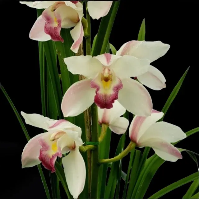 Cymbidium Pearl-balkis 'Fiona'