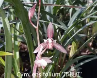 Cym. ensifolium 'ShiZhangHong' (CYME24) ( - - ensifolium )