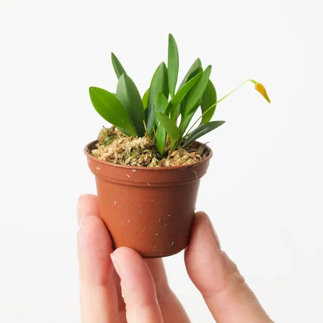 Pleurothallis corniculata
