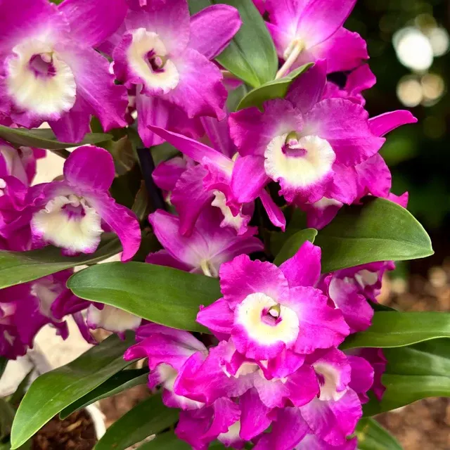 Dendrobium Wonderful Romance - Parfumat