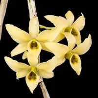 Orchid Species Dendrobium Den. Dendrobium heterocarpum Live PLant