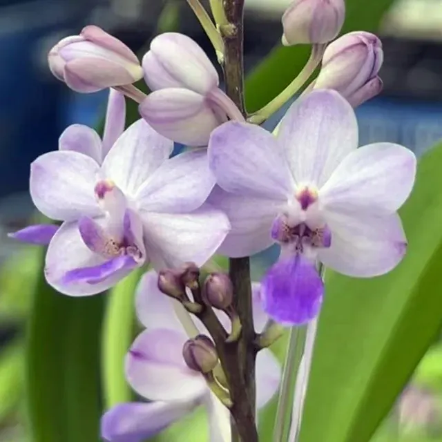 Rhynchonopsis Kasorn's Viola Coequestris