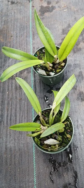 Cattleya Orpetii x Brazilian Angel
