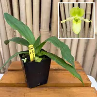 Paph. Pinocchio x sib (4" Pot) - Not Blooming