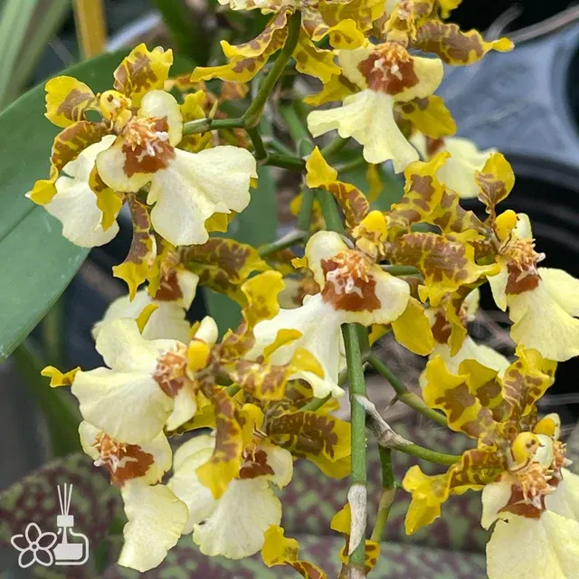 Oncidium Golden Anniversary