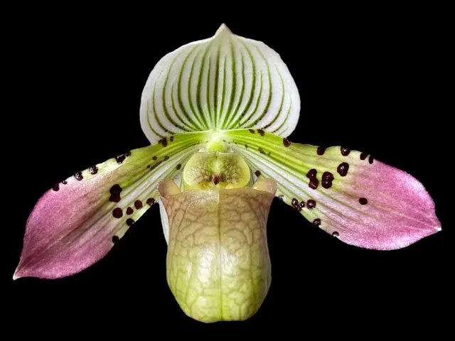 Paphiopedilum Albertine