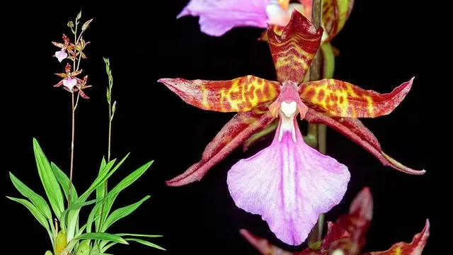 Lemboglossum bictoniense