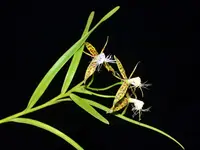 Epidendrum criniferum