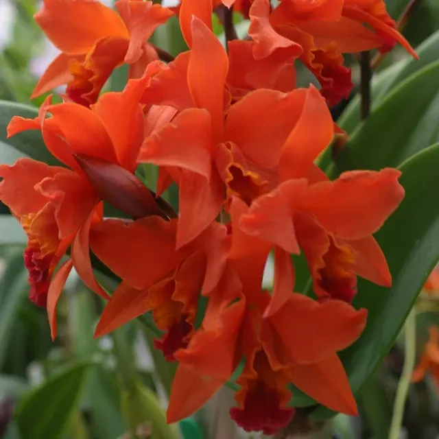 Laeliocattleya FIRE DANCE 'Patricia' (Laeliocattleya)