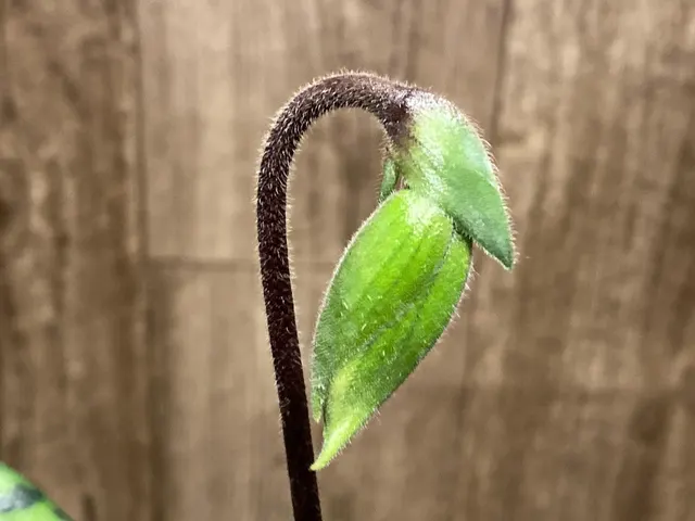 Paphiopedilum William Lewis