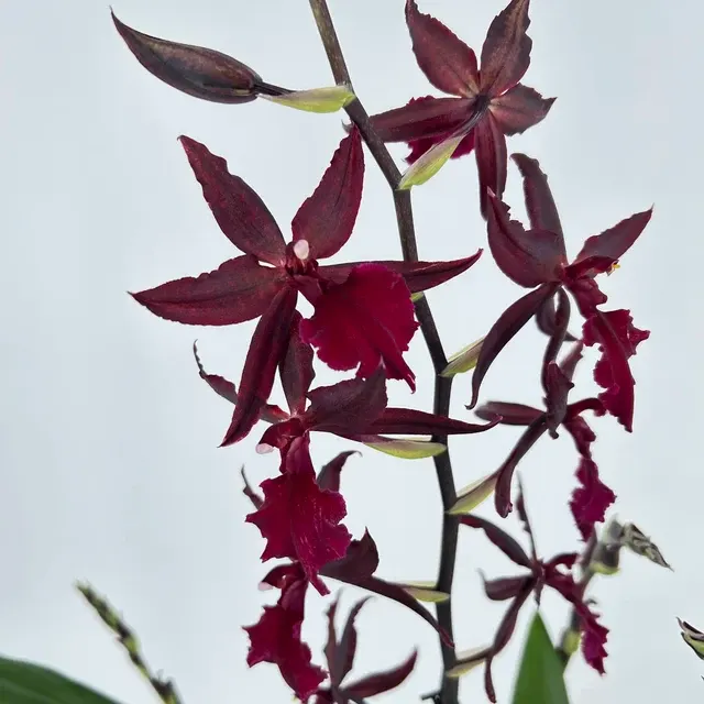 Colmanara WILDCAT 'Redcat'