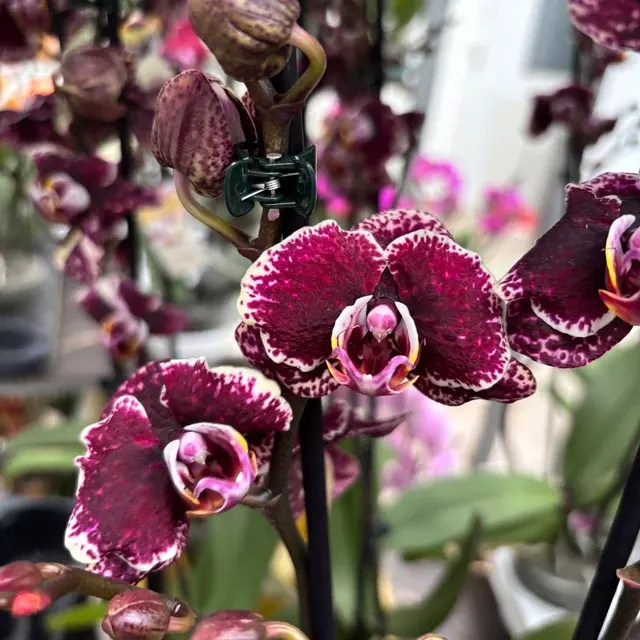 Phalaenopsis ‘Limited #51’