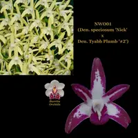 100mm Dendrobium Orchid Seedling. NWO-001 (Den speciosum 'Nick' × Den Tyabb Plumb '#2')