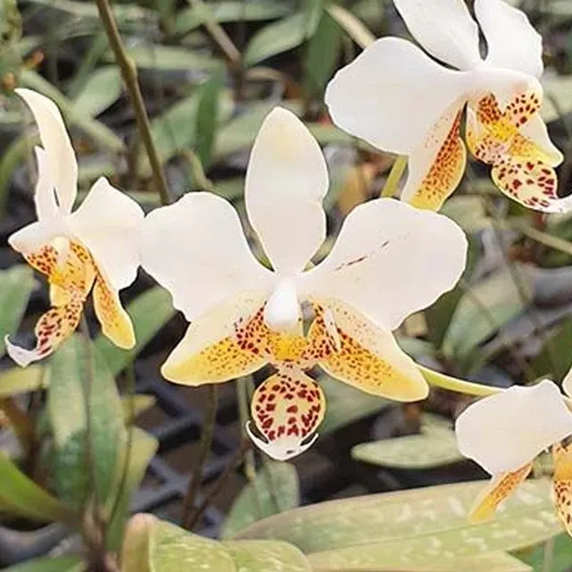 Phalaenopsis stuartiana var nobilis '915'