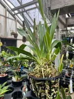 Cochleanthes discolor